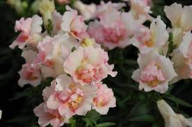 Check spelling or type a new query. Antirrhinum Majus Twinny Appleblossom Muller Seeds