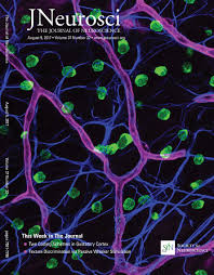 La salud del ex volante no presentó la mejoría esperada y por ello patriotas tuvo que nombrar a jorge luis bernal como técnico del conjunto. Calpain Inhibition Is Protective In Machado Joseph Disease Zebrafish Due To Induction Of Autophagy Journal Of Neuroscience