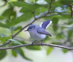 Gray Birds That Look Like Blue Jays Posts About Blue Gray Gnatcatcher On Life And Wildlife Along The Little Buffalo River Blue Gray Gnatcatcher Beautiful Birds Wild Birds