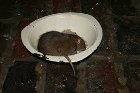 Ratten im haus können viel schaden anrichten. Ratten Im Haus Foto Bild Tiere Zoo Wildpark Falknerei Saugetiere Bilder Auf Fotocommunity