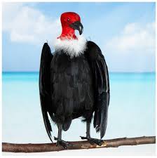 Amazon.com: Black Feathered Artificial Vulture by Factory Direct Craft for  Halloween Decorations and Haunted House Displays : Home & Kitchen