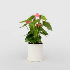 My anthurium is currently potted in a 4 pot, but i need to repot it as it is rootbound. Flamingo Flower Small Ceramic Pot Anthurium