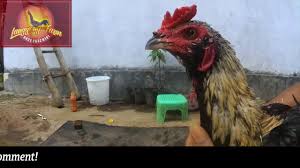 Ayam pama ninja ini merupakan ayam hybrid dari jenis birma atau phama, yaitu hasil crossbreed ayam jantan jenis magon dengan betina import dari negara myanmar. 1juta Ayam Bahan Mangon Bewok 5 Bulan Attret Timpuk Youtube