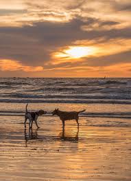 Sunset Dogs View 1 Ear Up Railroad Stock Image