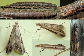 Image result for Euclasta