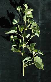 Image result for Pavonia senegalensis