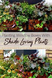 Study your home's exterior to see which windows need dressing up and what full sun accommodates blooming annuals, while shade best suits foliage plants, like coleus and caladium. Follow The Yellow Brick Home Planting Window Boxes With Shade Loving Plants Follow The Yellow Brick Home