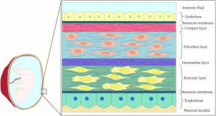 We did not find results for: Frontiers A Review On Modifications Of Amniotic Membrane For Biomedical Applications Bioengineering And Biotechnology