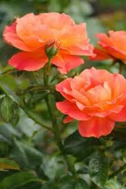 Beautiful Flowers Rose Rose Flower Beautiful Roses Beautiful Rose Flowers Part 3 Video Beautiful Flowers Photography Beautiful Rose Flowers Beautiful Flowers