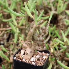 Image result for Dicranolepis buchholzii