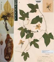 Image result for Coccinia barteri