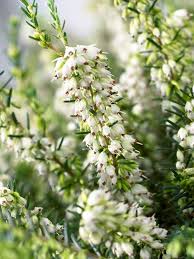 Winterheide Ist Die Gartenpflanze Im Monat Januar Winterheide Garten Pflanzen Gartenpflanzen