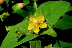 Hi lynn, yes, the groundcover form of st. A Shrub Tree And An Annual For The Garden