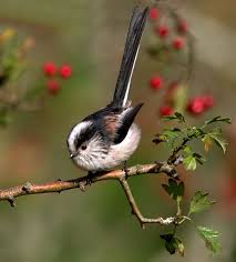 Black And White Bird With Orange Beak And Long Tail Pin On Aegithalos Caudatus