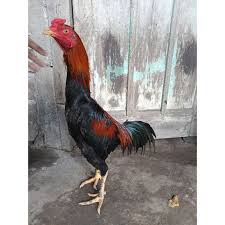 Kebanyakan warna sisik dan kuku ayam ini berwarna hitam dan hijau terkadang ada yang kukunya hitam dan sisik putih. Toko Online Aank Farm Madiun Shopee Indonesia