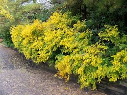 Image result for Indigofera kirkii