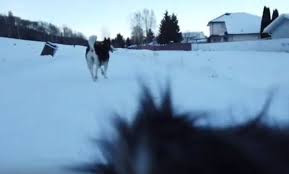 The gardener used adjacent land. Video See The World Through This Prince George Dog S Eyes Prince George Citizen
