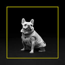 French bulldog information, how long do they live, height and weight, do they shed, personality traits, how much do they cost, common health issues. Moncler Genius Poldo Dog Couture Project 2020 Moncler