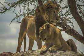 Herbivore Animals Fight List Wallpaper Site