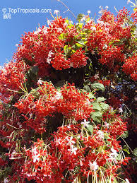 Image result for Combretum indicum