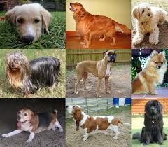 Dog breed information for all types of dogs, what to look for when choosing a dog breed, and the most popular dog breeds. Dog Wikipedia