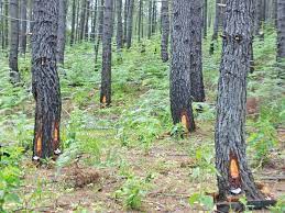 What does setem getah mean in malay? File Penyadapan Getah Pinus Jpg Wikimedia Commons