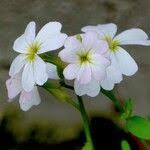 Image result for Malcolmia maritima