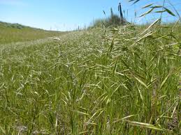 Image result for Bromus