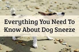 While it's normal for dogs to sneeze occasionally, excessive sneezing could be this is what's known as a sneeze. 5 Reasons Why Your Dog Keep Sneezing A Lot 2021 Update