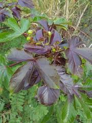 Image result for Jatropha erythropoda