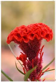 Image result for Celosia stuhlmanniana
