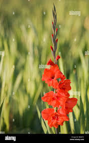 Image result for Gladiolus melleri