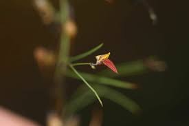 Image result for Crotalaria shirensis