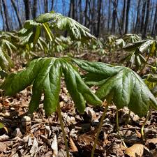 Image result for Podophyllum  peltatum