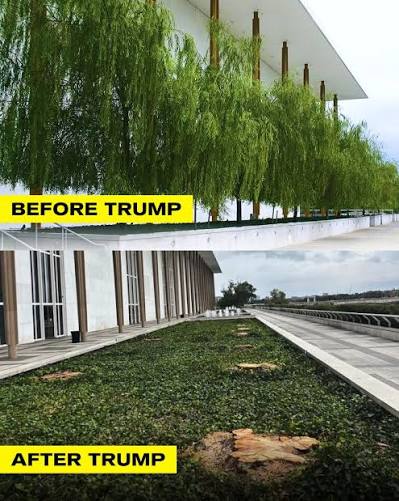 The iconic weeping willows outside the Kennedy Center were ...