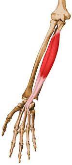 Usually, the muscle is arranged into superficial and deep layers, or strata. Flexor Digitorum Profundus Uw Radiology