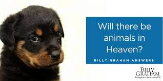 Will There Be Animals In Heaven Billy Graham Evangelistic Association Uk
