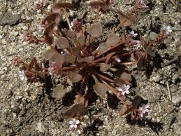 Image result for Montiniaceae