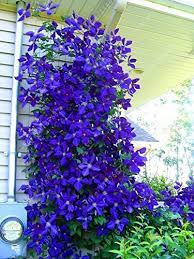 Plant clematis seeds for stunning blooms in your garden. 100pcs Bag Clematis Seeds Flowers Clematis Vine Seeds Perennial Flower Seeds Climbing Clematis Plants Bonsai Pot Garden Plant 3 Buy Online In Bosnia And Herzegovina At Bosnia Desertcart Com Productid 72384627