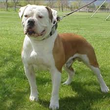 At some point alan scott joined johnson breeding other bulldogs to johnson's. American Bulldog Johnson Type Pets Pinterest American Bulldog Puppies American Bulldog Johnson American Bulldog