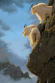 Pin By Jane Weisser On Amazing Nature Animals Cute Animals Nature Animals