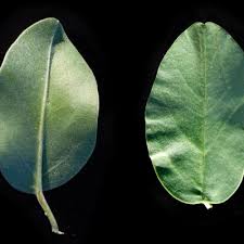 Image result for Ipomoea adenioides