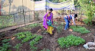 A nutrition garden is a garden where you cultivate and harvest nutritional vegetables and crops. Odisha Women Fight Malnutrition With Backyard Gardens Village Square