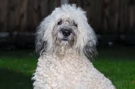 There are 452 news articles in total about. Kids Het Huis Uit Hond Broes Vult Het Lege Nest Aan De Limburger Mobile