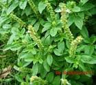Image result for Ocimum americanum