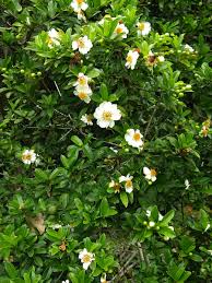 Image result for Xylotheca tettensis