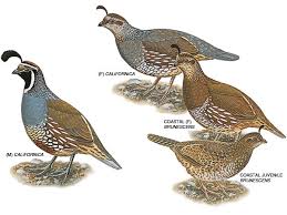 Pin On Quail And Other Handsome Birds