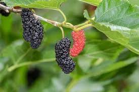 Check spelling or type a new query. Mulberry Trees Lovetoknow