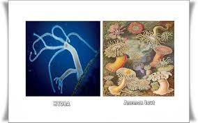 Maybe you would like to learn more about one of these? Hewan Yang Berkembang Biak Dengan Bertunas Misalnya Brainly Co Id