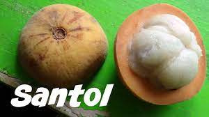 If you have questions about getting vaccinated, a conversation with. 9 Important Santol Seeds Benefits Healthy Huemans